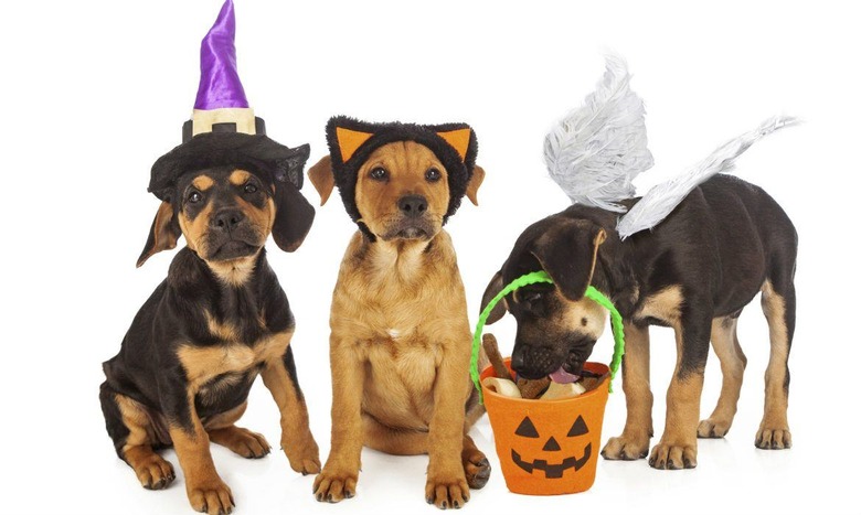 Trick-Or-Treating Pups 